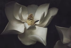 Magnolia Grandiflora