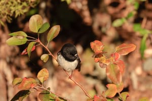 Miromiro - Male North Island Tomtit