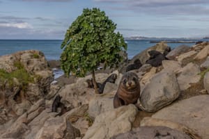 Seal pups