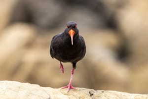 Oystercatcher