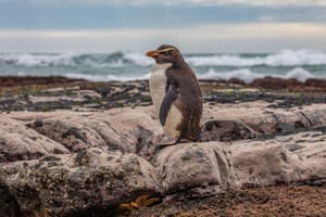 Fiordland Crested Penguin