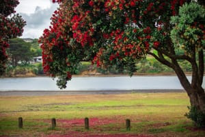 Pohutukawa Tree on the shore line