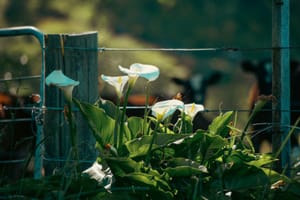 Roadside Arum Lillies