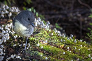 South Island Robin