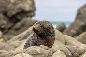 Furseal pup