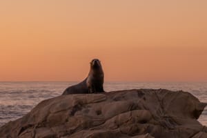 Seal sunrise