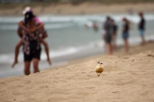 Sharing the beach with New Zealand Dotterel