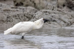 Spoonbill with lunch