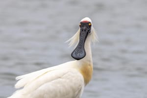 Spoonbill