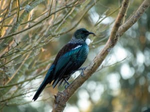 Tūī  - winter garden visitor