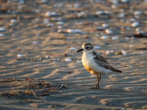 Tūturiwhatu New Zealand Dotterel