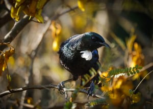 Tui in the Kowhai Tree