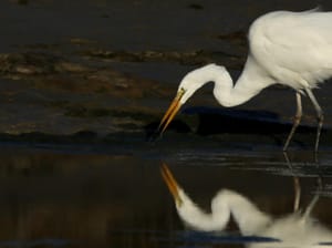 Kotuku Feeding