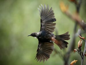 Tui in Flight