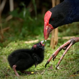 Pukeko Feeding