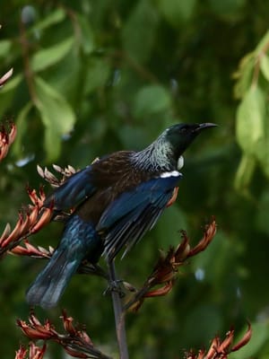 Tui perched on Harakeke ll