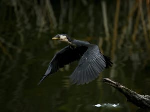 Kawau in Flight