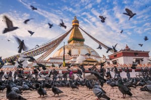 Feathered pilgrims