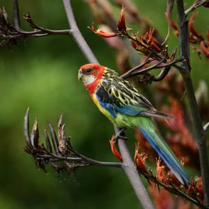 Eastern Rosella