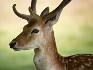 Fallow deer