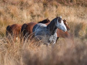 Kaimanawa Horses