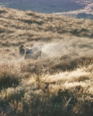 Horses in the Mist