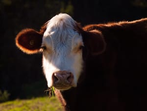 Hereford Cow