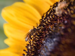 Honeybee on sunflower