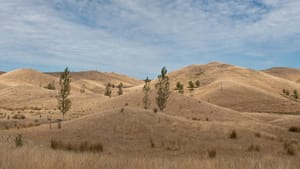 Drought in the Wairarapa