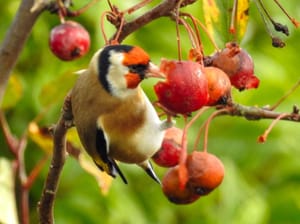 Another crabapple thief