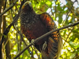 What's  under the kaka's wing?