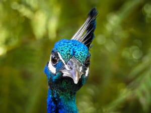 Portrait of a peacock