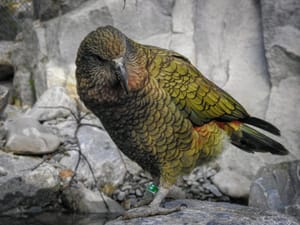 The kea