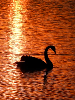 Sunset spotlight