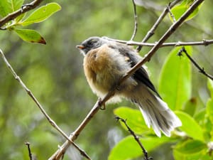 Sleepy baby fantail