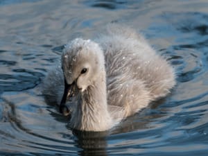 Baby swan