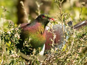 The Kereru