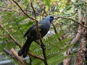 Kahurangi