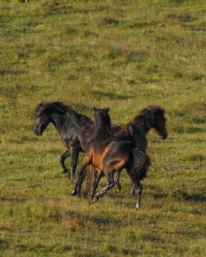 Boys fighting