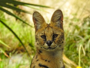 Serval looking alert