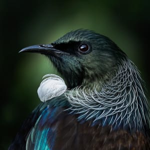 His Resplendence (tūī)