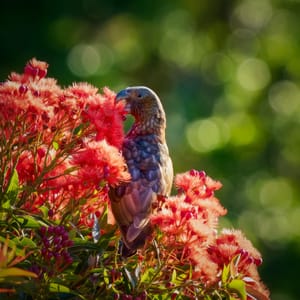 A young kākā feasting on eucalyptus nectar