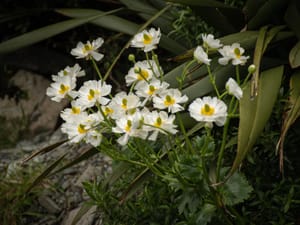 Mt Cook Buttercup