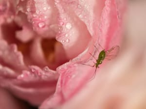 An aphid