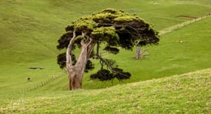 Wind sculptured tree