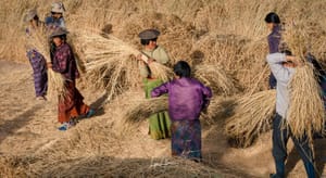 Threshing Rice