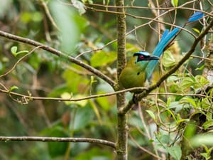 Elegant Amazonian