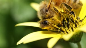 Gathering Pollen