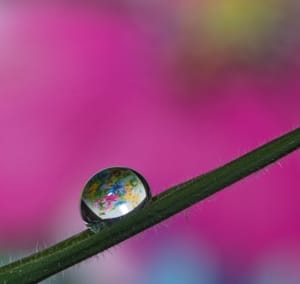 Water drop on a piece of grass