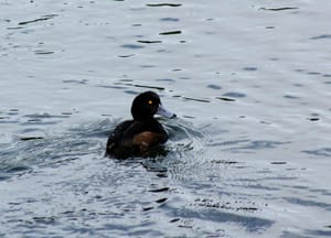 Black Duck